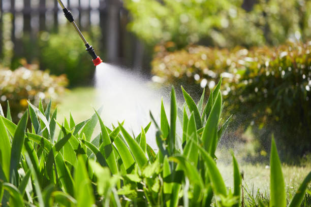24/7 Emergency Termite Control experts in Bourg, LA