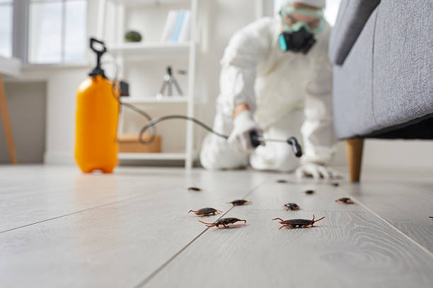 Affordable Termite Control solutions in Bourg, LA